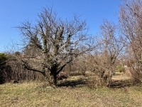 Diósd Telek